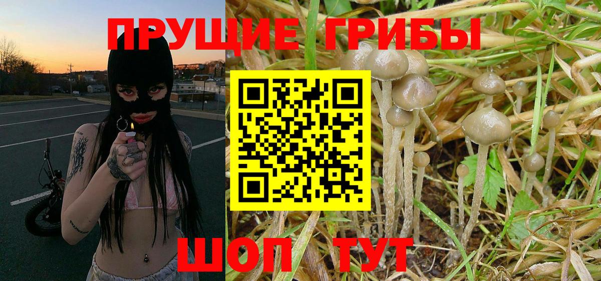 Псилоцибиновые грибы мухоморы  Галлюциногенные грибы Psilocybe  Вход с VPN  цены наркотик  Магадан 